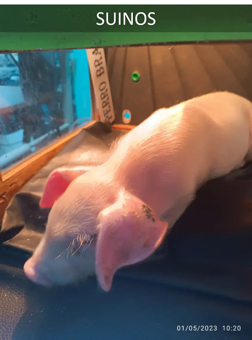 Atención de otras especies